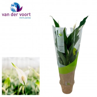 Planta Interior Spathiphylium Strauss V13 UN