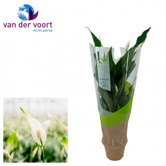 Planta Interior Spathiphylium Strauss V13 UN
