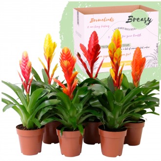 Planta Interior Vriesea Cupcake Mix V12 (1 Unidade)