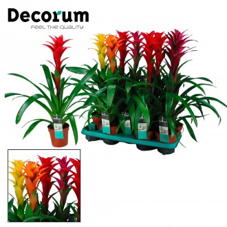 Planta Interior Guzmania Maxima Mix V13 (1 Unidade)