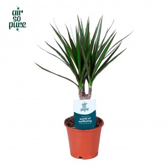 DRACAENA MARGINATA V12