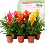Planta Interior Bromelia Cupcake Mix V12 (1 Unidade)