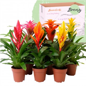 Planta Interior Bromelia Cupcake Mix V12 (1 Unidade)
