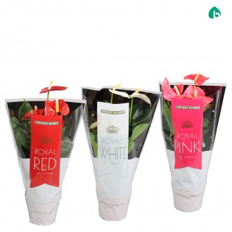 ANTHURIUM ANDR MIX V14