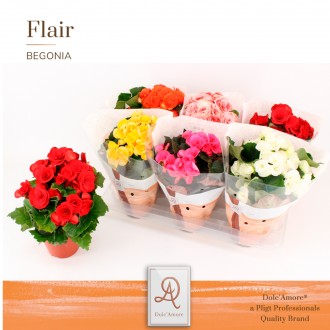 Planta Interior Begonia El Double Flower Mix V14 (1 Unidade)