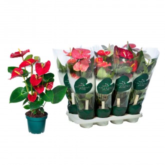 ANTHURIUM ANDR MIX 4 V14