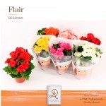 Planta Interior Begonia El Double Flower Mix V14 (1 Unidade)