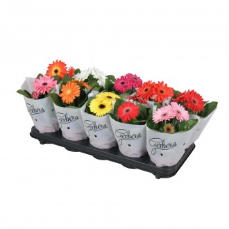 GERBERA MIX V12