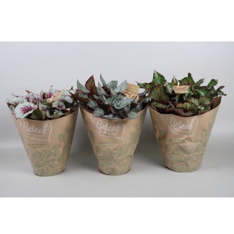 Planta Interior Begonia Leaf Mix V17 UN