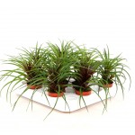 Planta Interior Tilandsia V5,5 (1 Unidade)
