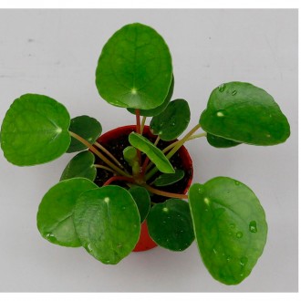 PILEA V5,5