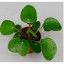 PILEA V5,5