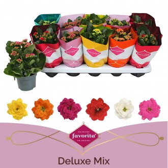 KALANCHOE PERF MIX V10,5