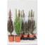 EUPHORBIA MIX V17