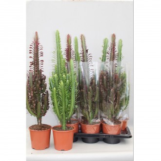 EUPHORBIA MIX V17