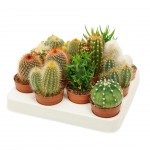 Planta Exterior Cactus Mix V7 (1 Unidade)