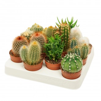 CACTUS MIX V7