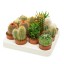 CACTUS MIX V7