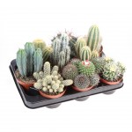 Planta Exterior Cactus Mix V10,5 (1 Unidade)