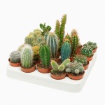 Planta Exterior Cactus Mix V5,5  (1 Unidade)