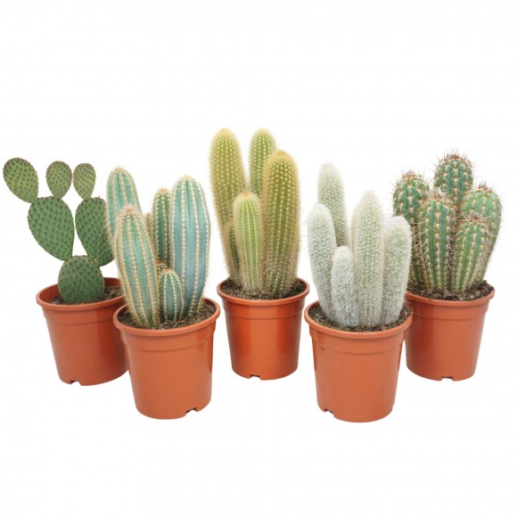CACTUS MIX V17