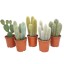 CACTUS MIX V17