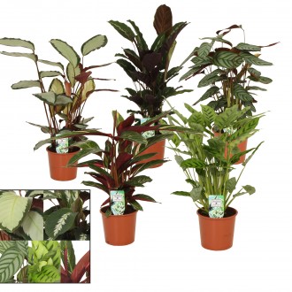 Planta Interior Calathea Mix V17 (1 Unidade)