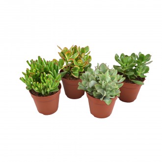 CRASSULA MIX V12