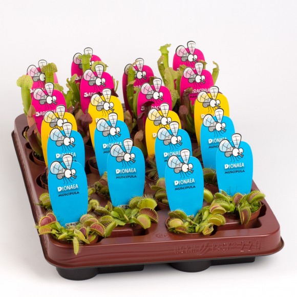 Planta Interior Carnivoras Mix V5,5 (1 Unidade)