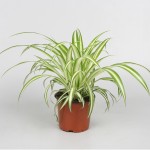 Planta Interior Chlorophytm Variegatum V12 UN