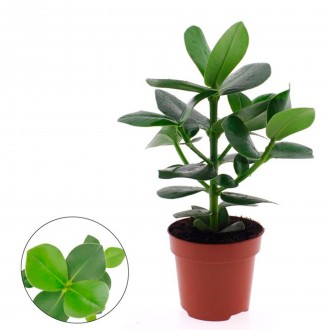 Planta Interior Clusia Rosea Princess V12 UN