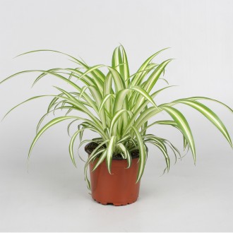 CHLOROPHYTM VARIEGAT V12