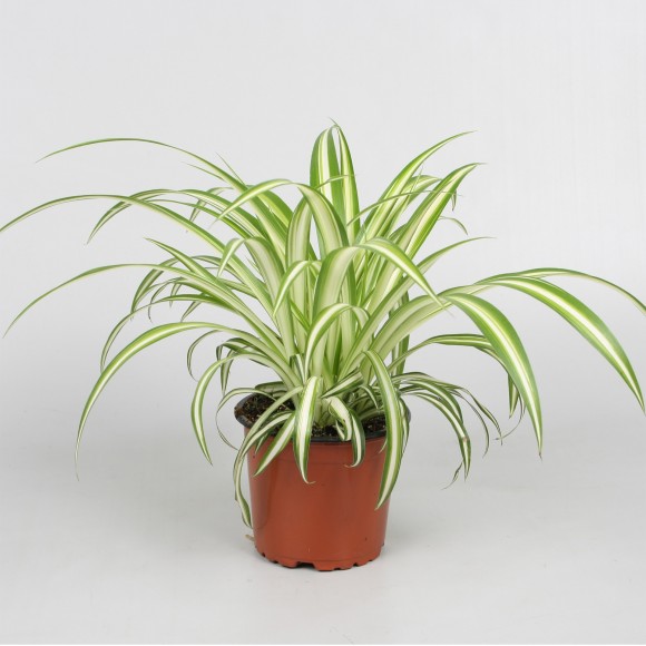 Planta Interior Chlorophytm Variegatum V12 UN