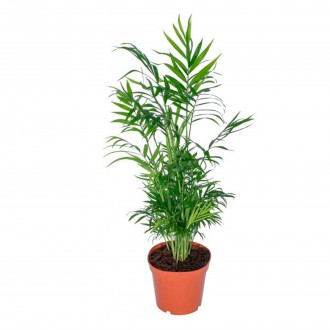Planta Interior Chamaedorea Elegans V17 UN