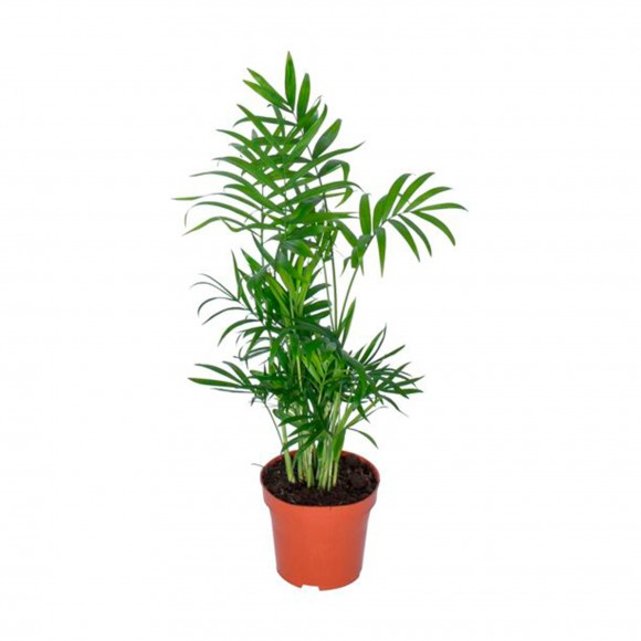 Planta Interior Chamaedorea Elegans V12 UN