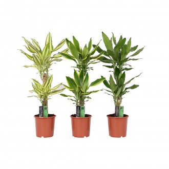 Planta Interior Dracaena 3 Mix V17 (1 Unidade)