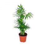 Planta Interior Chamaedorea Elegans V12 UN