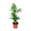 Planta Interior Chamaedorea Elegans V12 UN