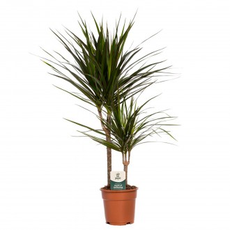 Planta Interior Dracaena Marginata V17 UN