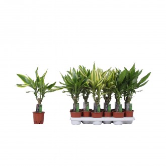 DRACAENA 3 MIX V11
