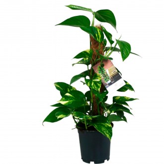 Planta Interior Epipremmum Pinn V15 UN