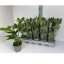 FATSIA JAP V12