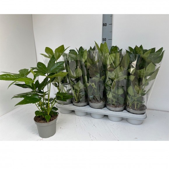 FATSIA JAP V12
