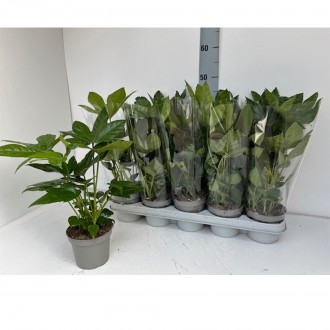 FATSIA JAP V12