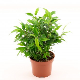 FICUS BEJ NATASJA V12