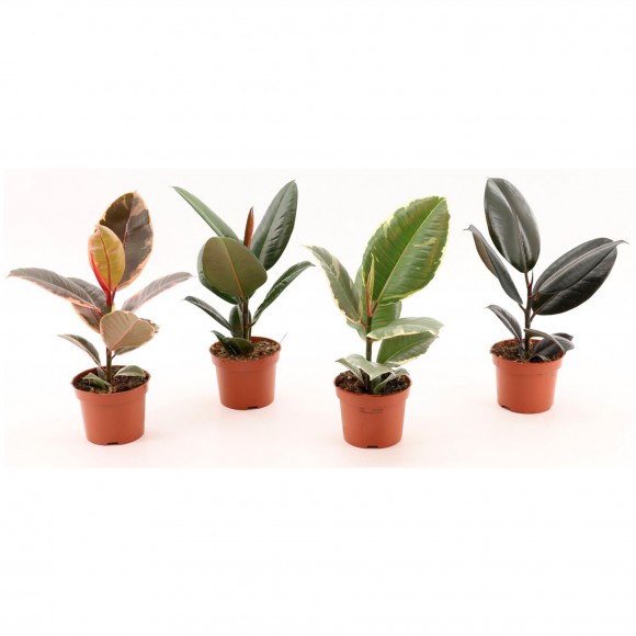 Planta Interior Ficus 4 Mix V12 (1 Unidade)