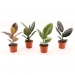 Planta Interior Ficus 4 Mix V12 (1 Unidade)