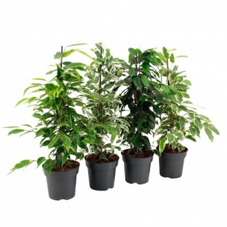 Planta Interior Ficus Bej Mix Royal V14 (1 Unidade)
