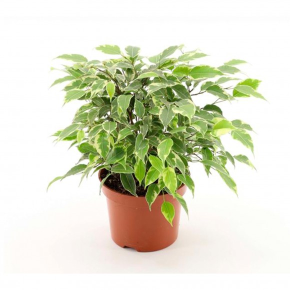Planta Interior Ficus Bej Kinky V12 UN