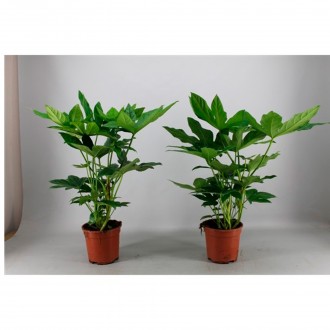 Planta Interior Fatsia Jap V17 (1 Unidade)